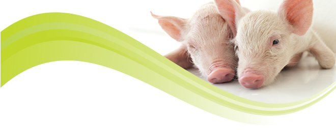Nutraferma Header